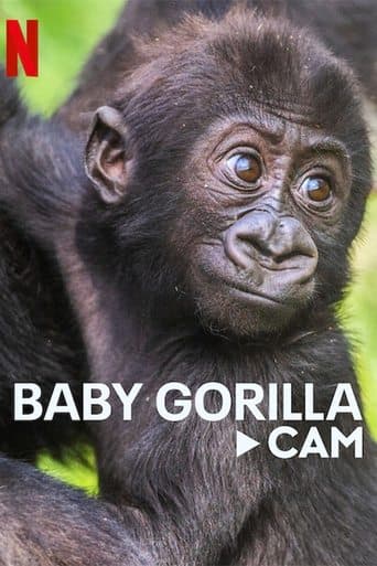 Gorillerin Yaşamından Canlı Yayın